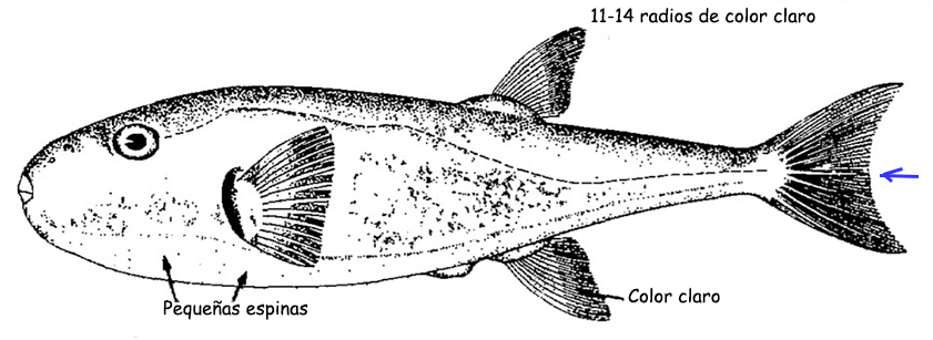 Lagocephalus laevigatus_01.jpg
